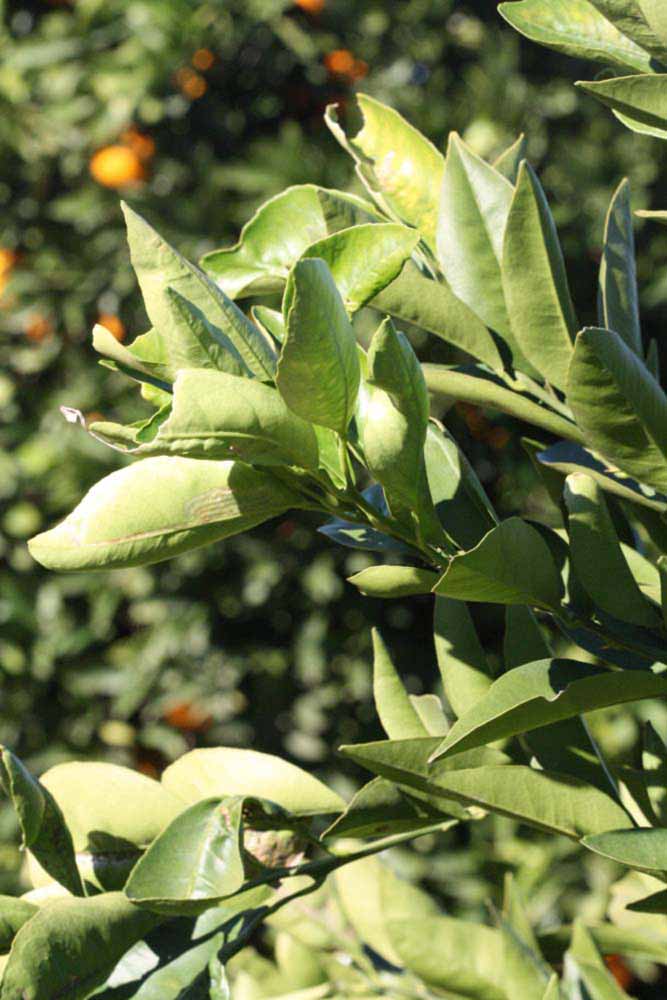               Sun leaves   (Palmer, Riverside,   CA)   